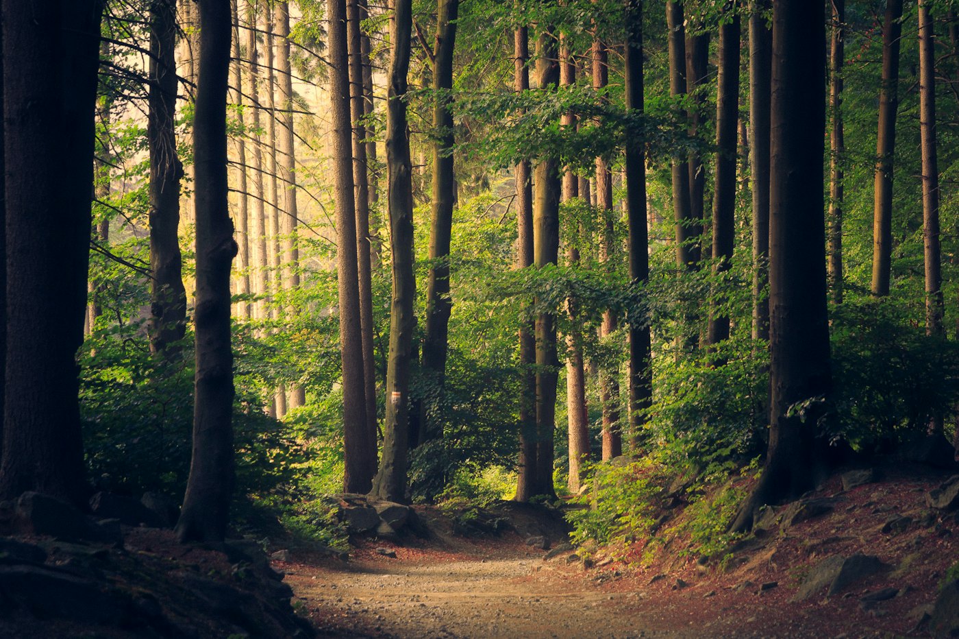 Sunlight through a stand of trees.